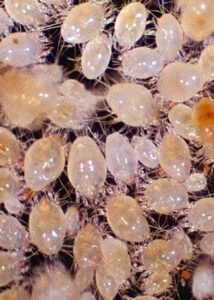 Пылевые клещи – мельчайшие паукообразные насекомые, не превышающие размером 0,1-0,3 мм